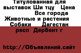 Титулованная для выставок Ши-тцу › Цена ­ 100 000 - Все города Животные и растения » Собаки   . Дагестан респ.,Дербент г.